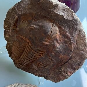 Very large positive and negative trilobite fossils, 10 inches X 9 inches.